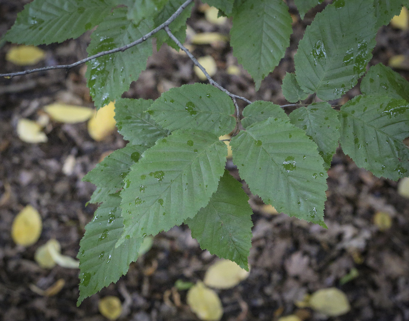 Изображение особи Carpinus betulus.