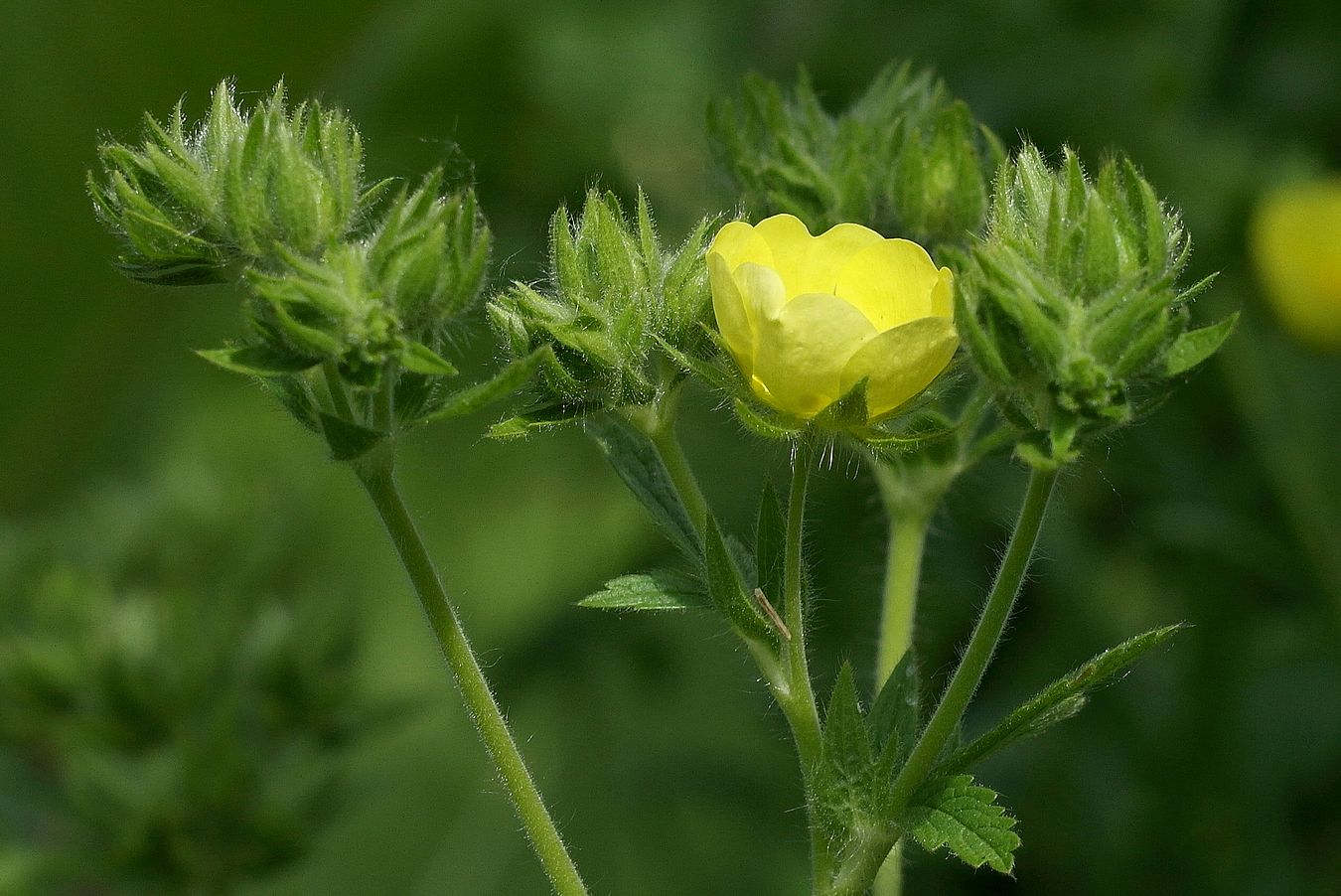 Изображение особи Potentilla recta.