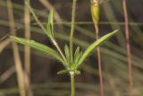 Lomelosia micrantha