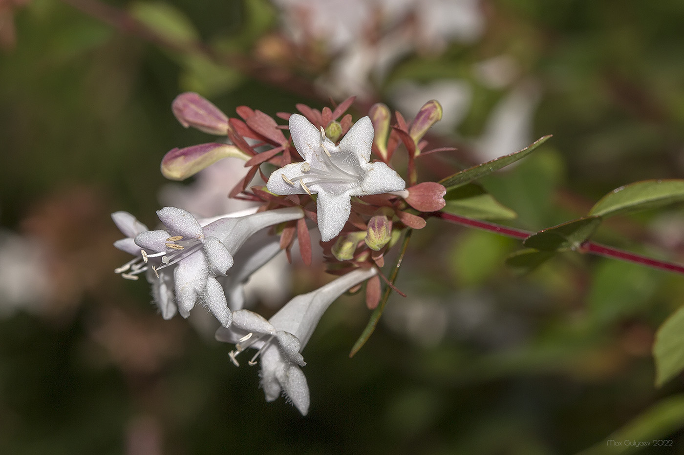 Image of Abelia &times; grandiflora specimen.