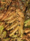 Смотреть изображение Metasequoia glyptostroboides