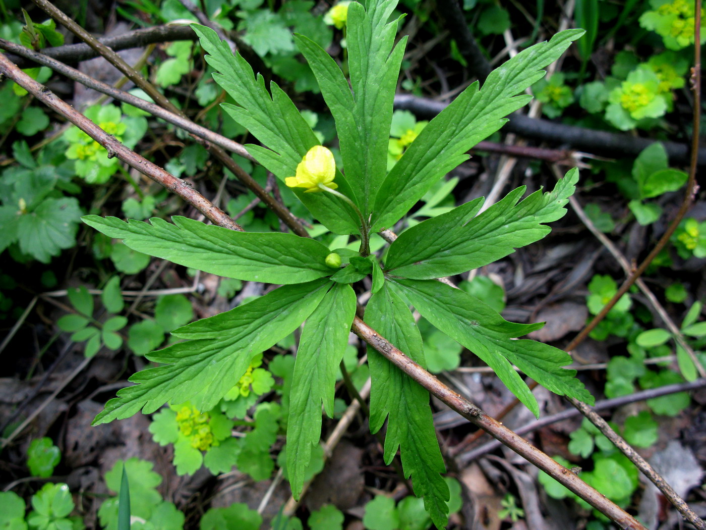 Изображение особи Anemone irinae.