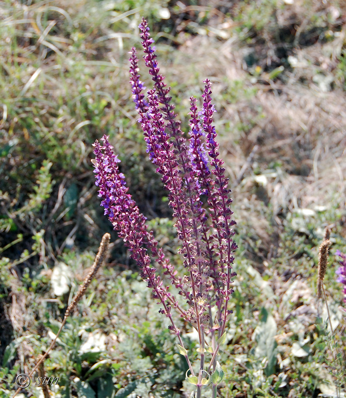 Изображение особи Salvia tesquicola.