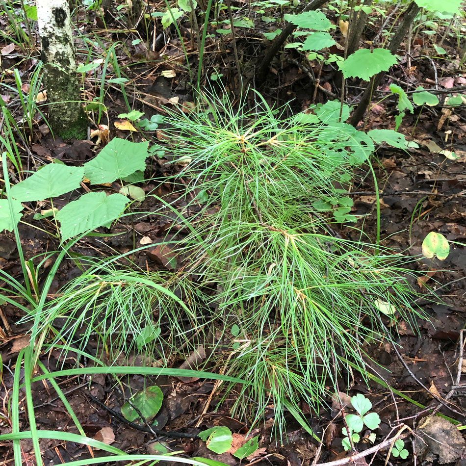 Изображение особи Pinus koraiensis.