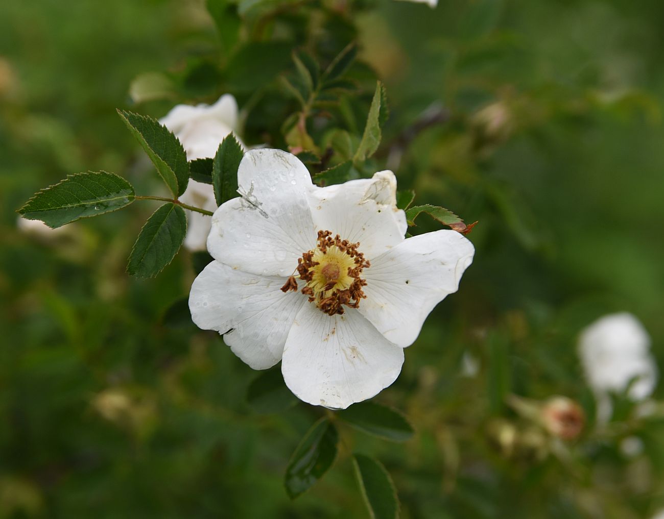 Image of genus Rosa specimen.