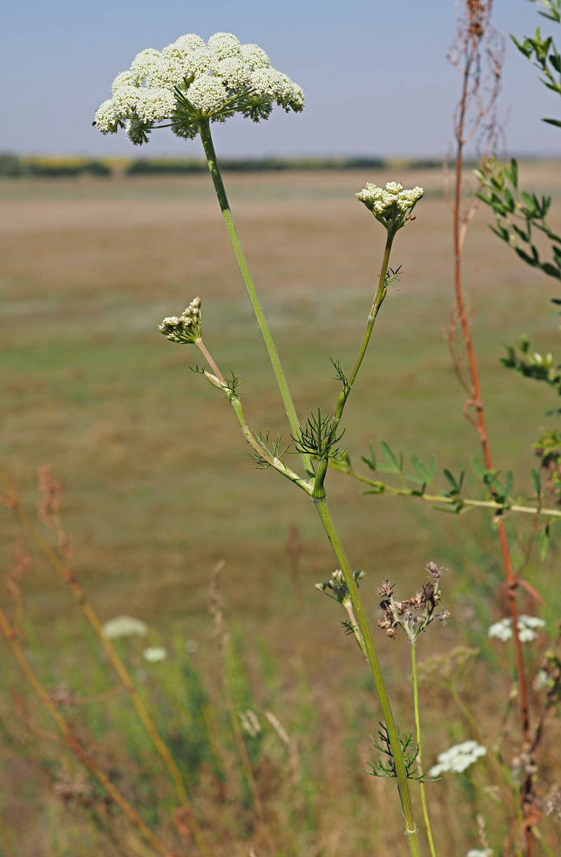 Image of Seseli annuum specimen.