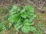 Heracleum sosnowskyi