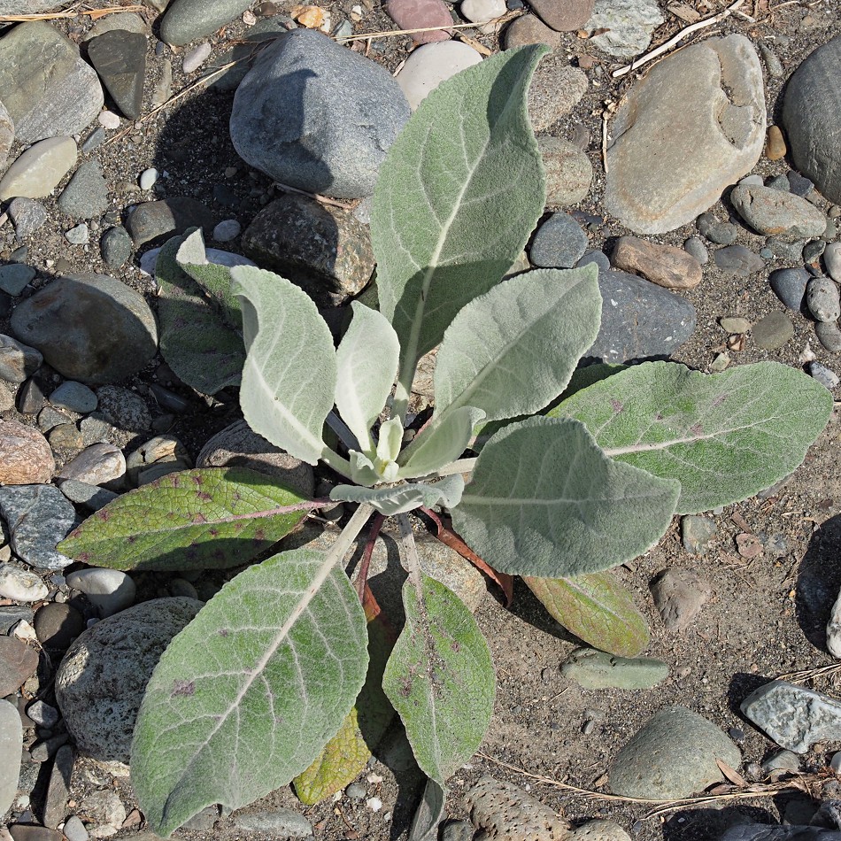 Image of Verbascum gnaphalodes specimen.