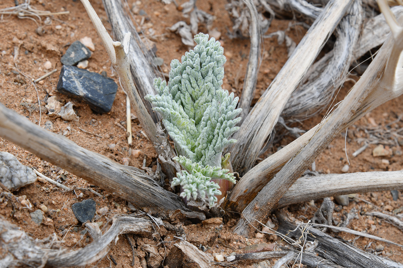 Изображение особи Ferula iliensis.