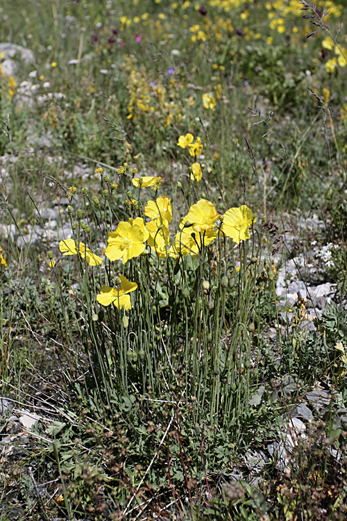 Изображение особи Papaver croceum.