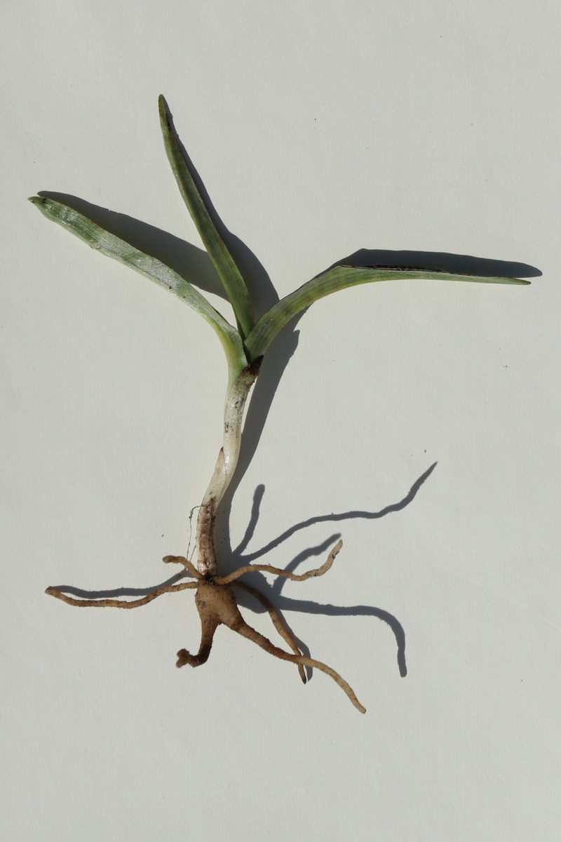 Image of Dactylorhiza baltica specimen.