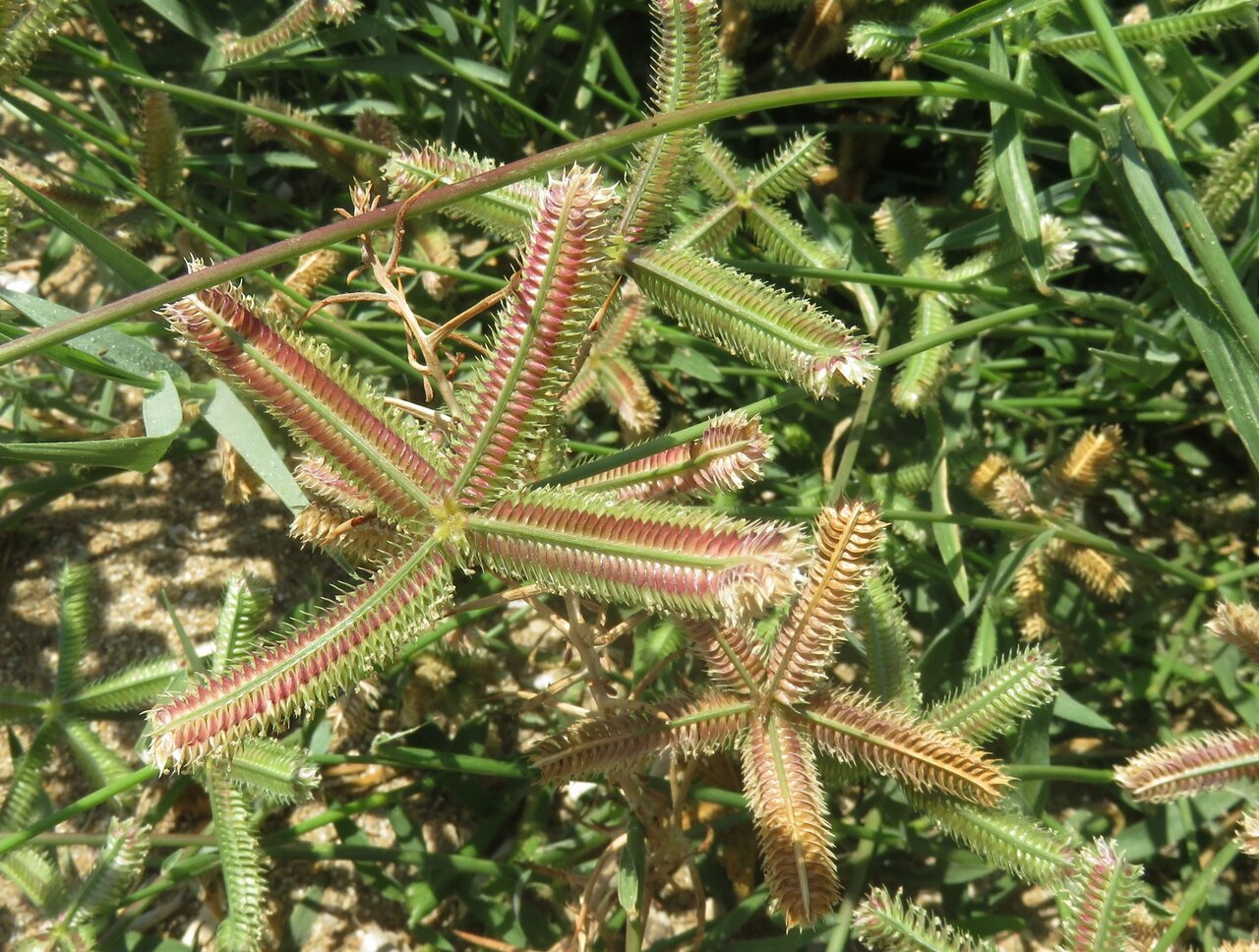 Изображение особи Dactyloctenium aegyptium.