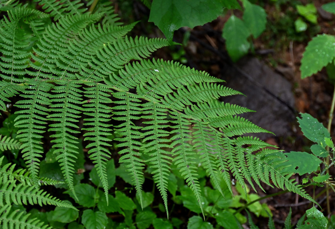 Изображение особи Athyrium monomachii.