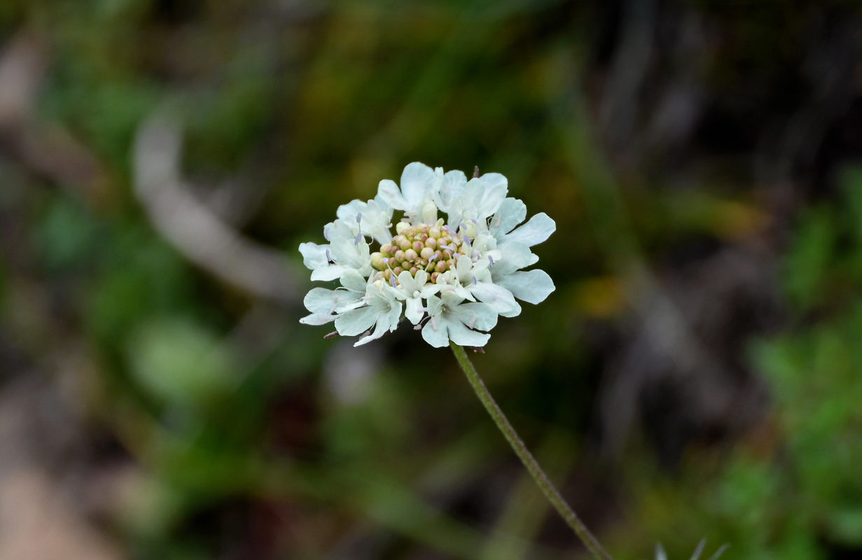 Image of Scabiosa ochroleuca specimen.