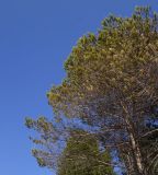 Pinus sylvestris. Часть кроны. Бурятия, Кабанский р-н, берег оз. Байкал. 21.05.2023.