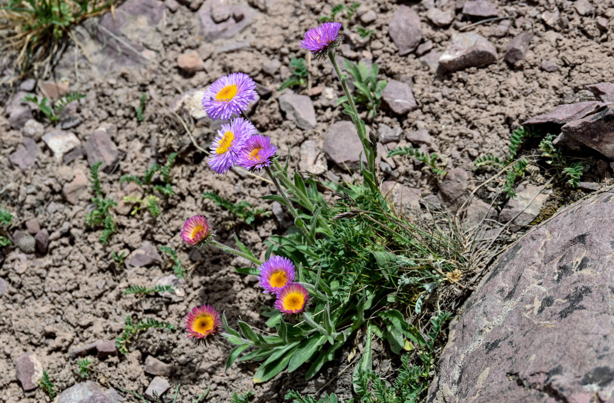 Изображение особи Erigeron allochrous.