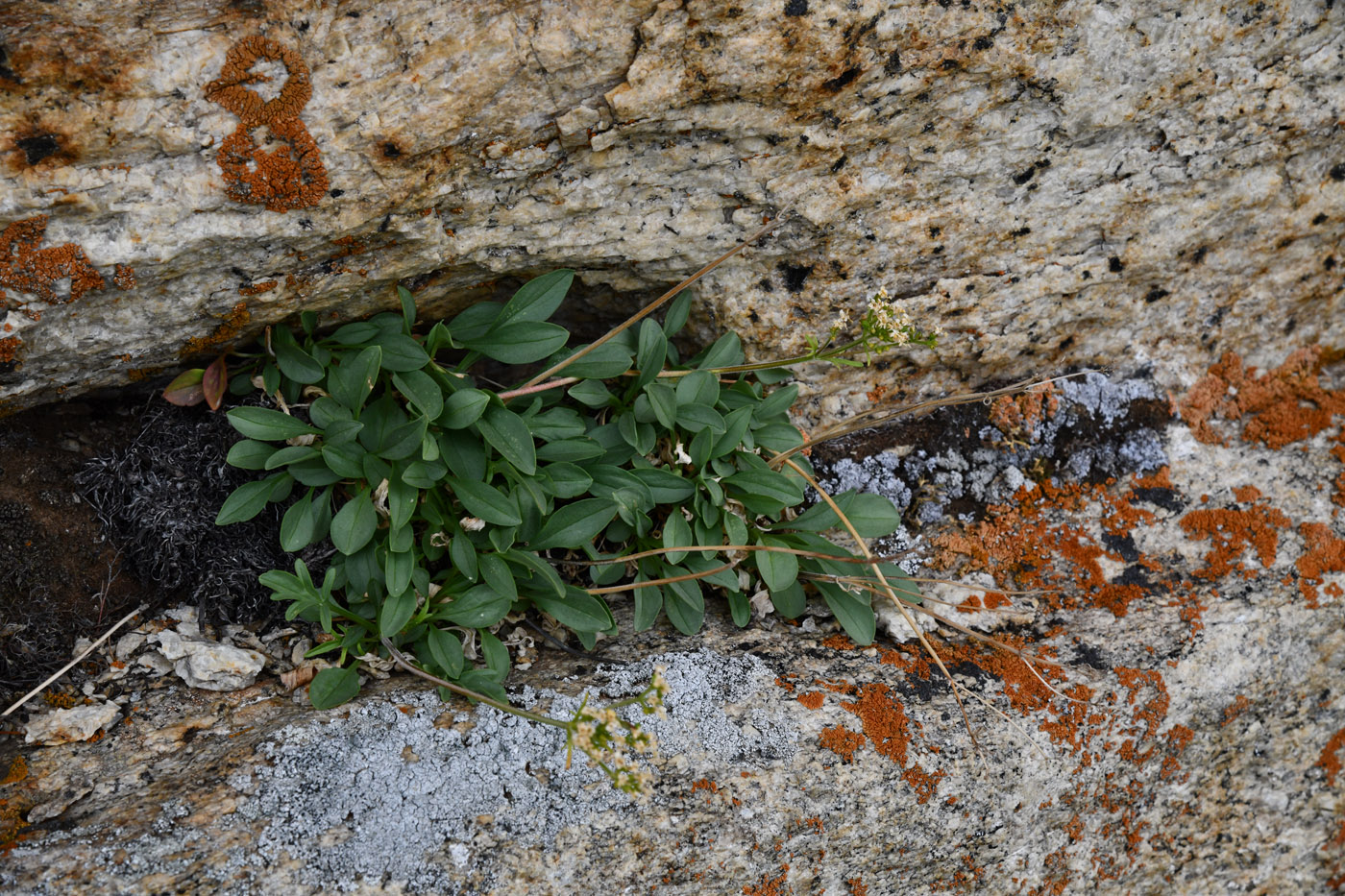 Image of Patrinia sibirica specimen.