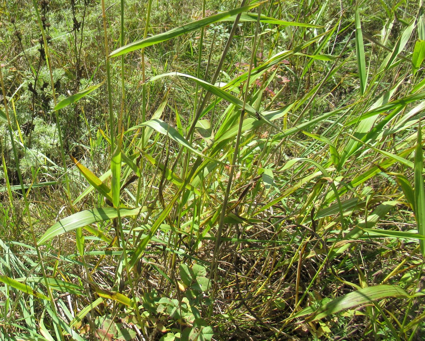 Image of Spodiopogon sibiricus specimen.