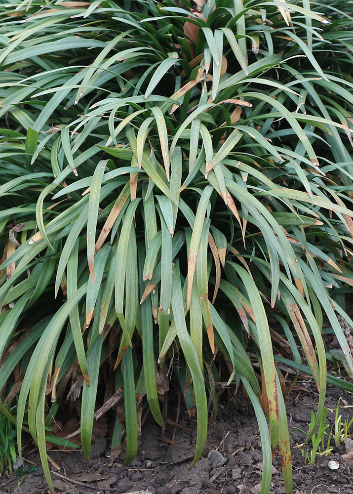 Image of Liriope muscari specimen.