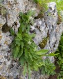 genus Campanula