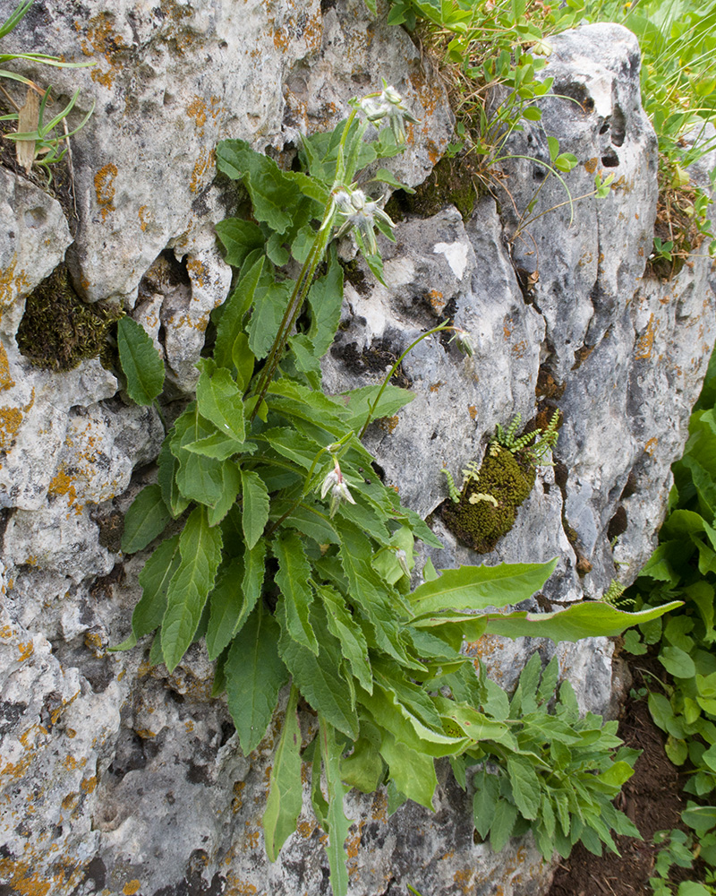 Image of genus Campanula specimen.