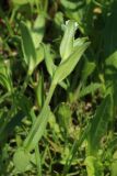 Cerastium holosteoides