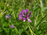 Psoralea bituminosa subspecies pontica. Соцветие. Краснодарский край, г/о Сочи, Хостинский р-н, тропа к Орлиным скалам, опушка широколиственного леса. 24.05.2024.