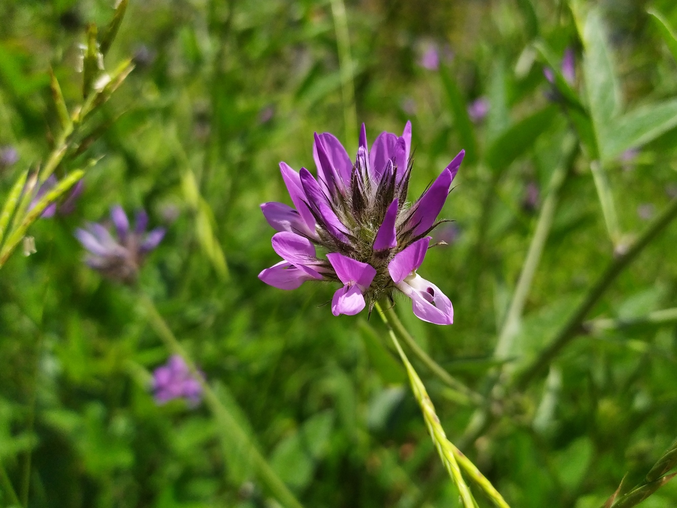 Image of Psoralea bituminosa ssp. pontica specimen.