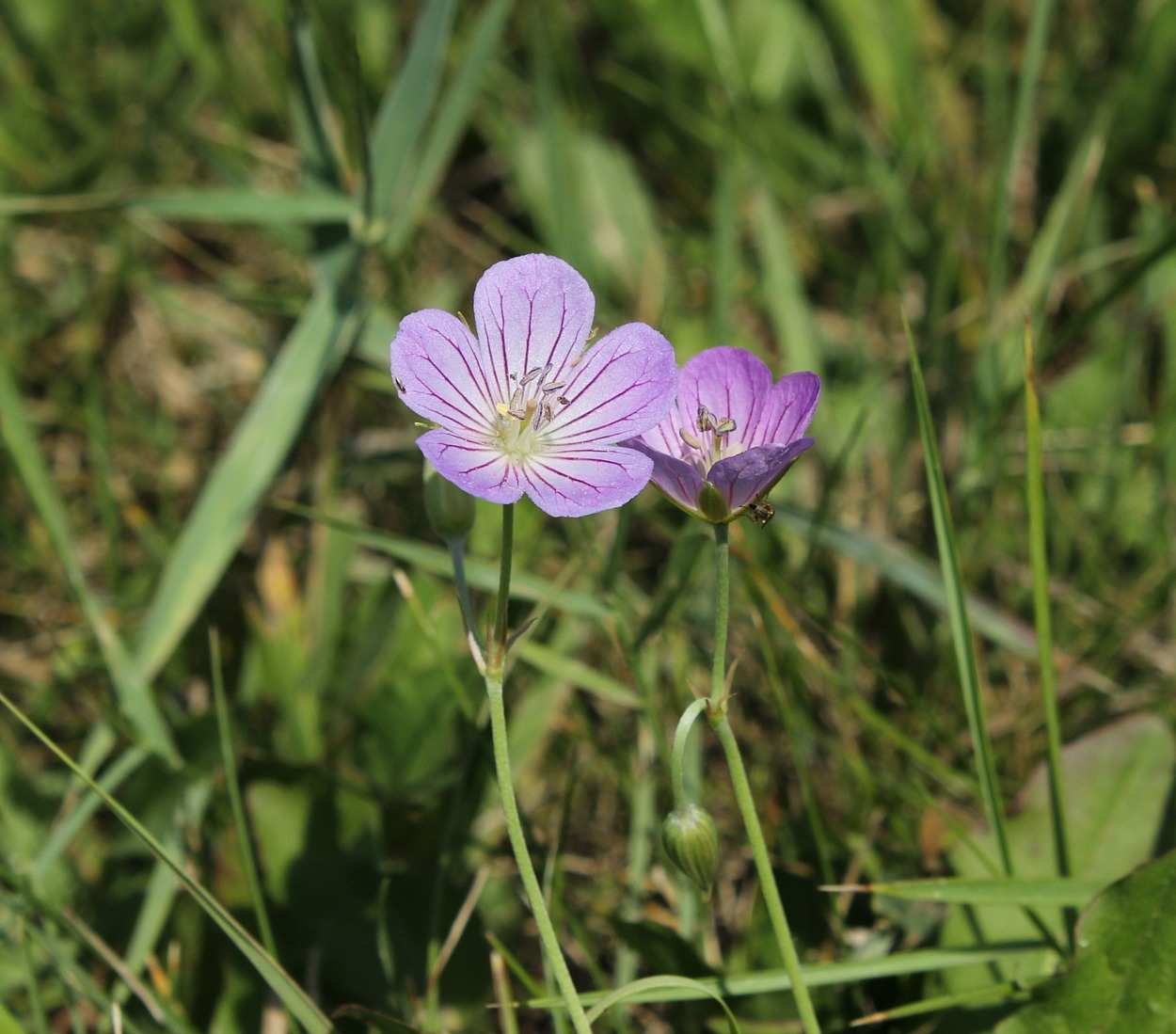 Image of Geranium collinum specimen.