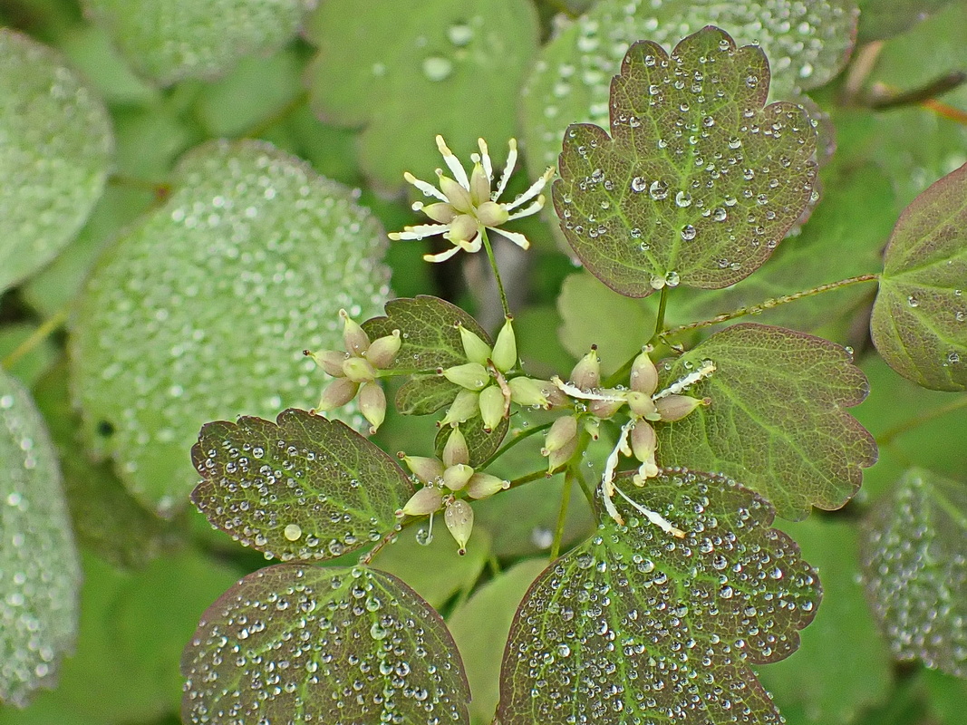 Image of Thalictrum baicalense specimen.