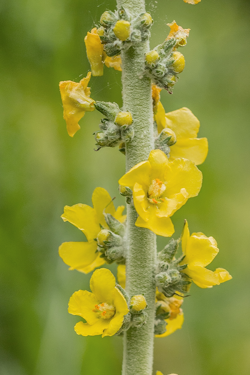 Изображение особи род Verbascum.