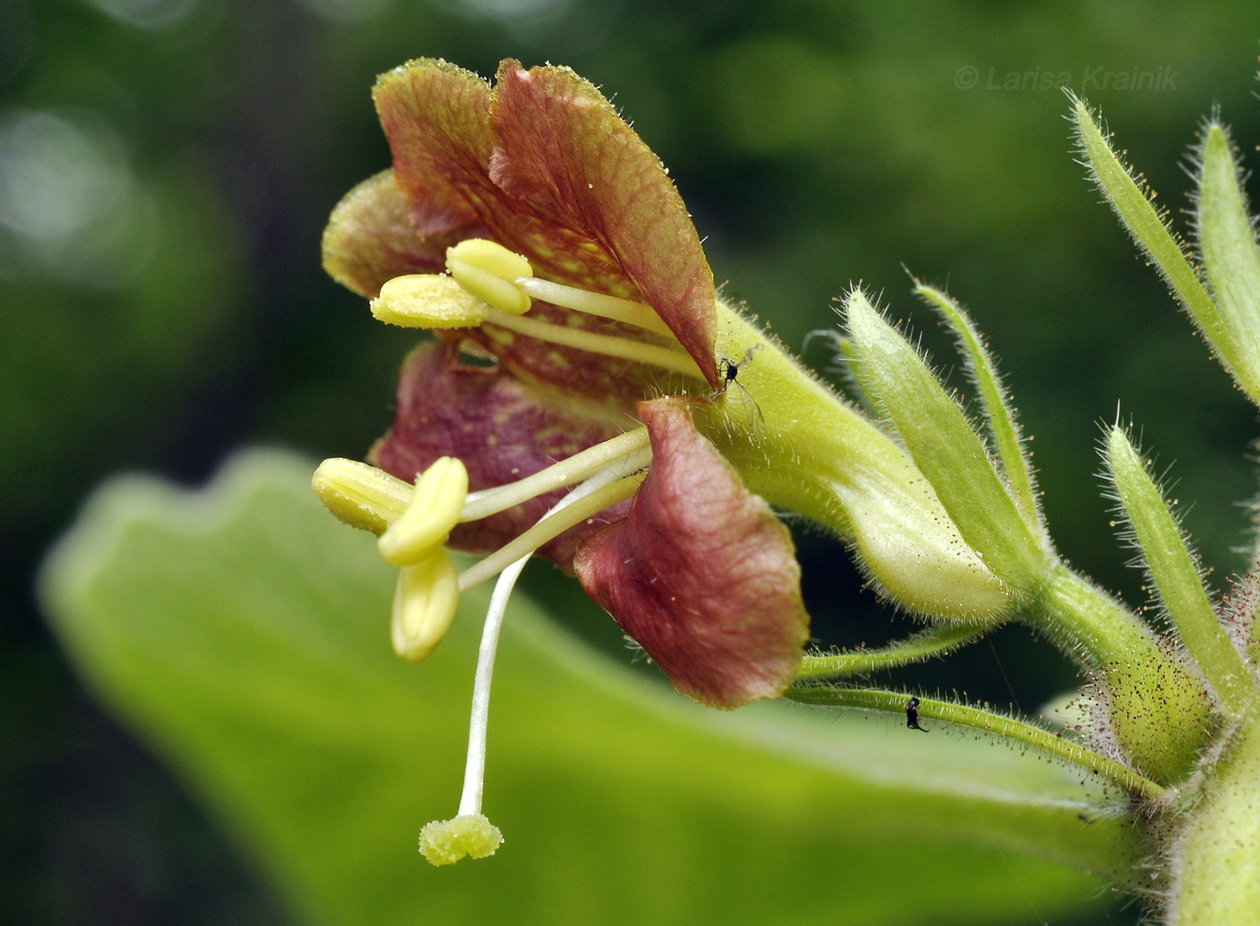 Изображение особи Triosteum sinuatum.