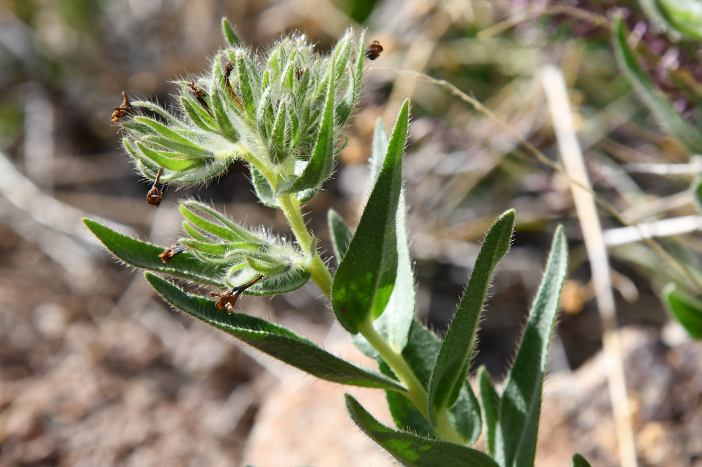 Image of Macrotomia euchroma specimen.