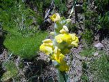 Phlomoides fulgens