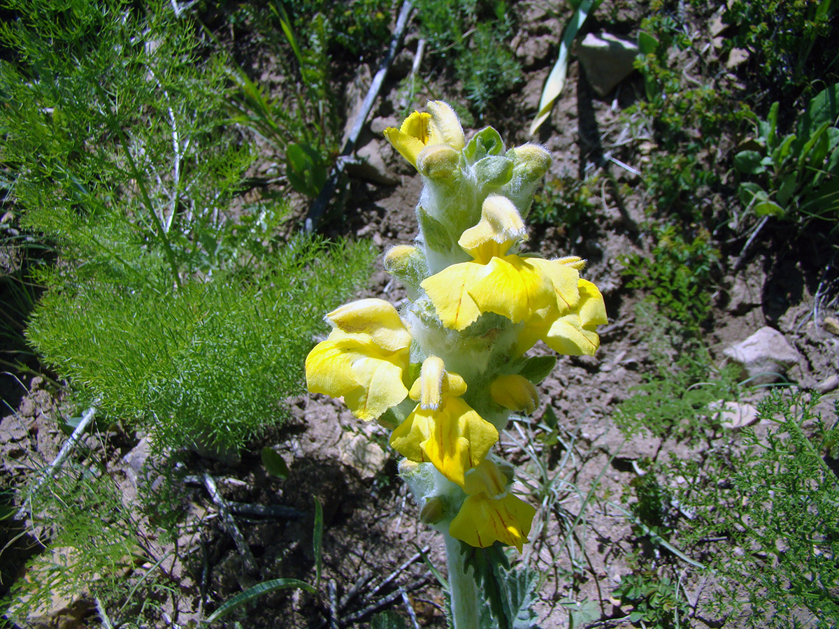 Изображение особи Phlomoides fulgens.