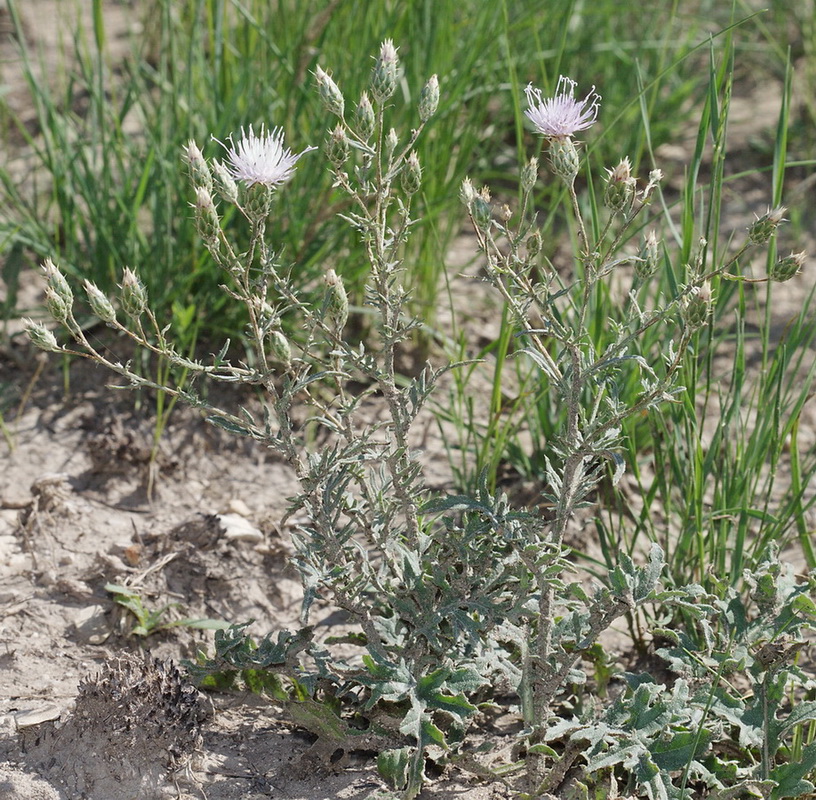 Изображение особи Klasea erucifolia.