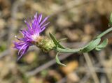 Centaurea paniculata. Верхушка побега с соцветием. Испания, автономное сообщество Каталония, провинция Жирона, комарка Баш Эмпорда, муниципалитет Санта-Кристина-де-Аро, окр. н.п. Романья-де-ла-Сельва, опушка дубового леса у кромки пашни. 11.09.2024.