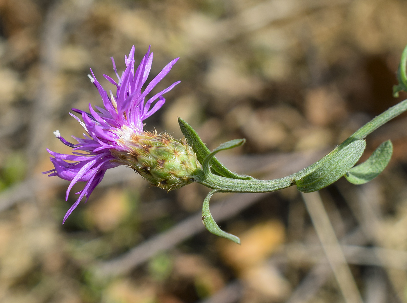 Image of Centaurea paniculata specimen.