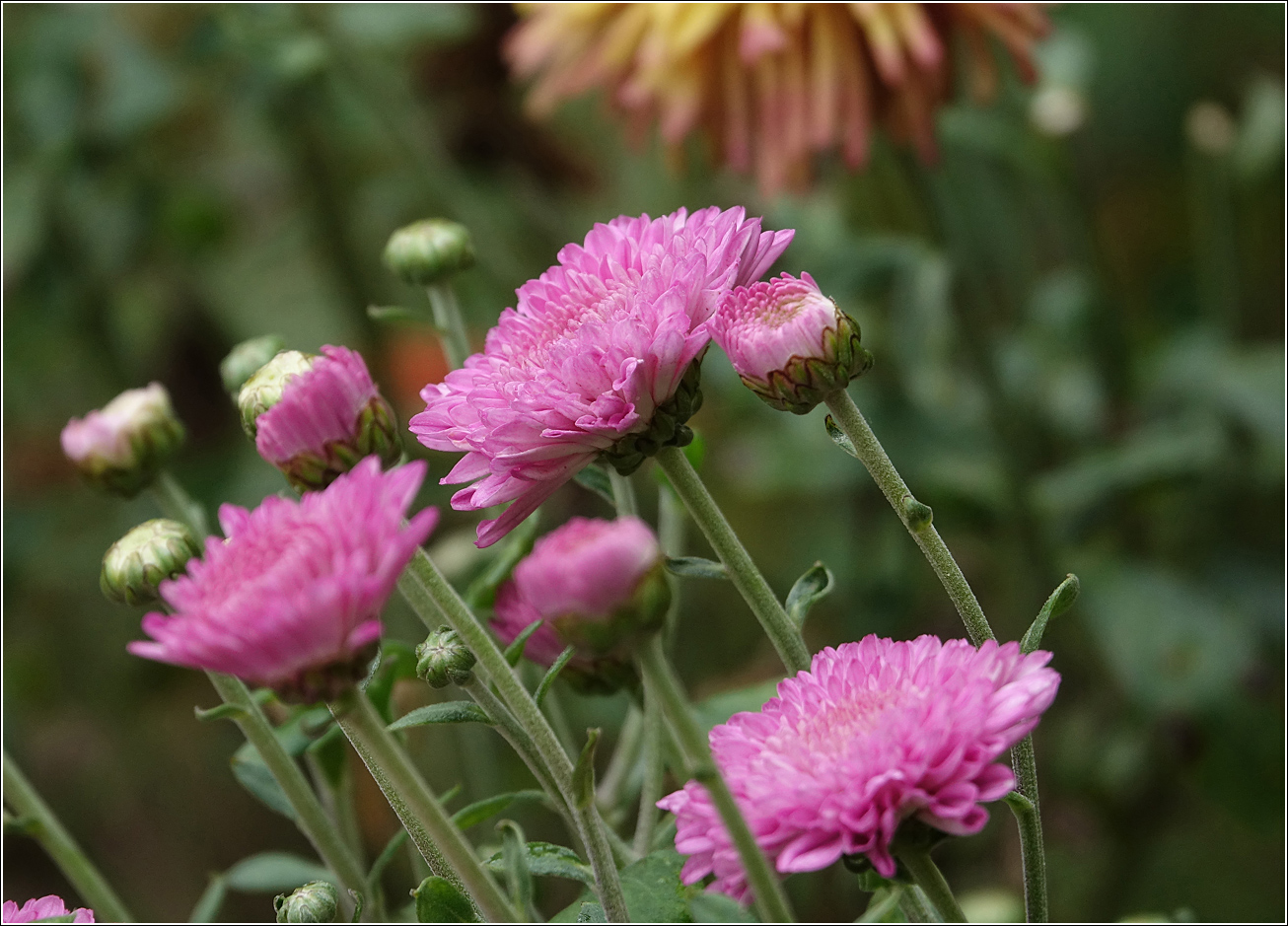 Image of Chrysanthemum indicum specimen.