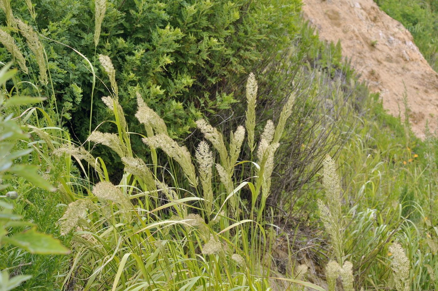 Изображение особи Calamagrostis extremiorientalis.