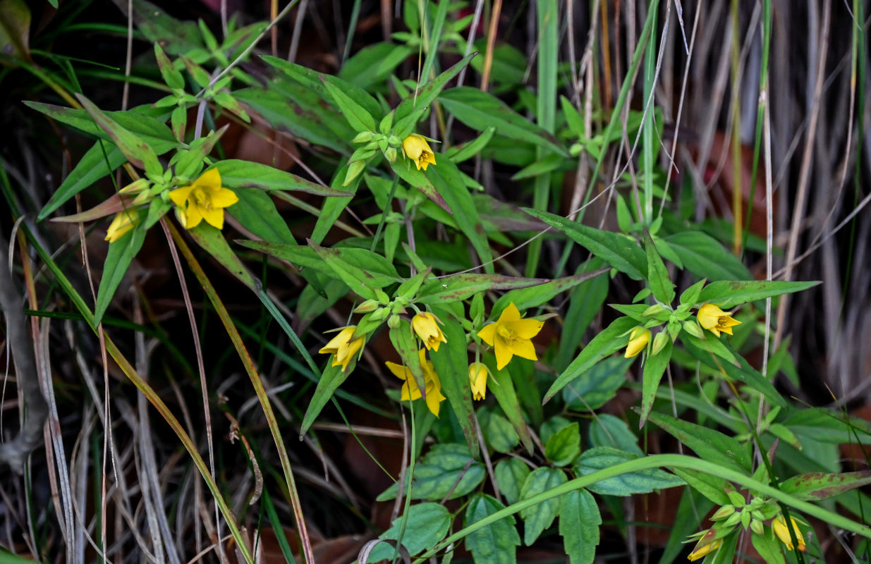 Изображение особи Lysimachia ophelioides.