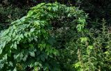 Humulus lupulus. Побеги с женскими соцветиями на ветвях ивы (Salix). Московская обл., Дмитровский гор. округ, окр. оз. Свиное, опушка смешанного леса. 21.07.2024.