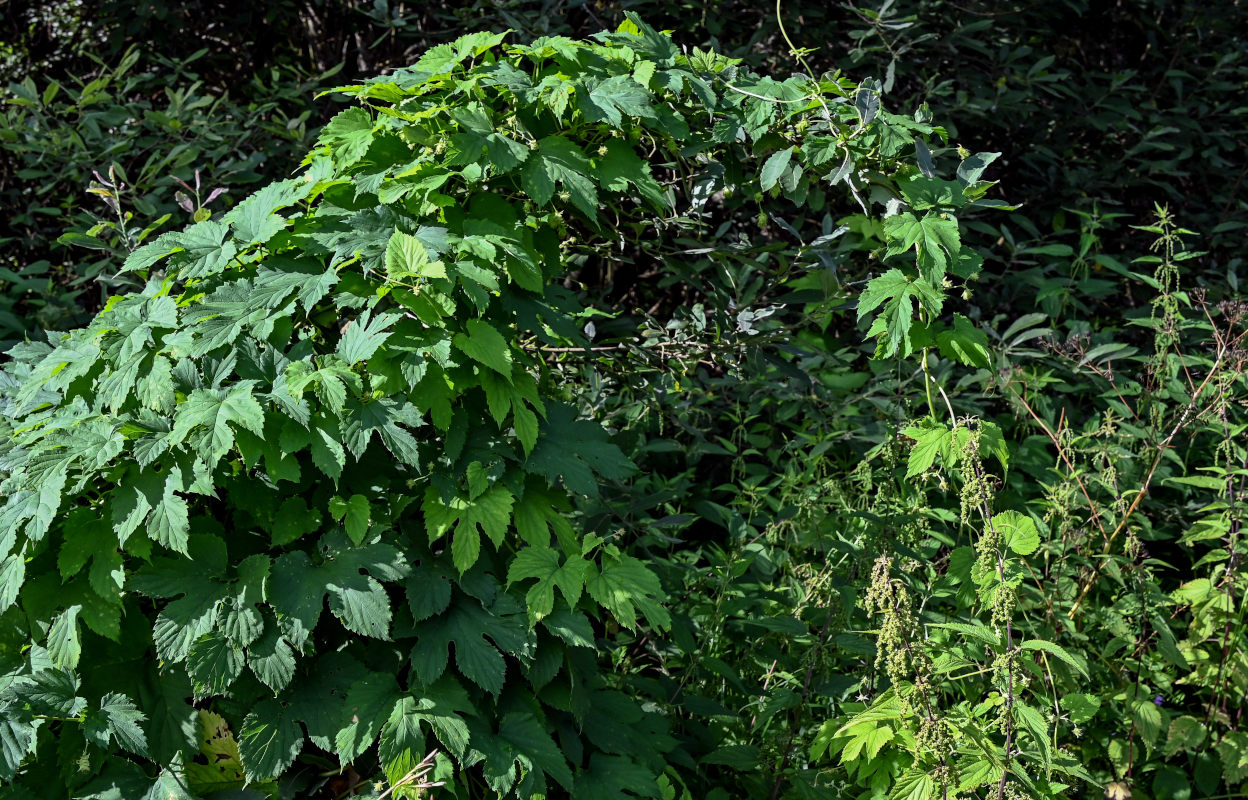 Изображение особи Humulus lupulus.