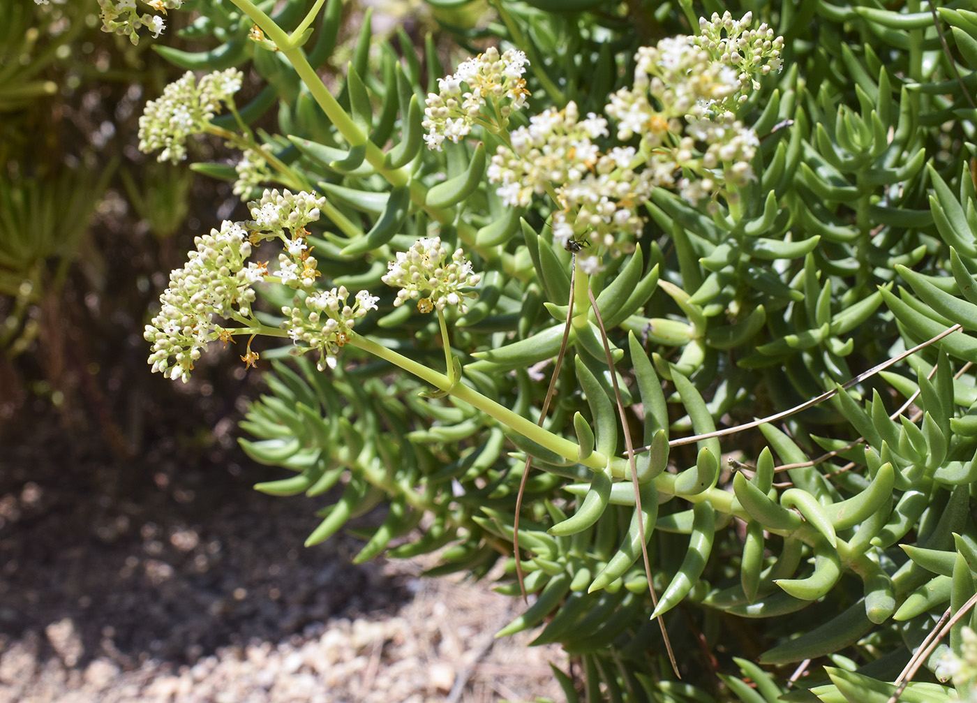 Изображение особи Crassula tetragona.