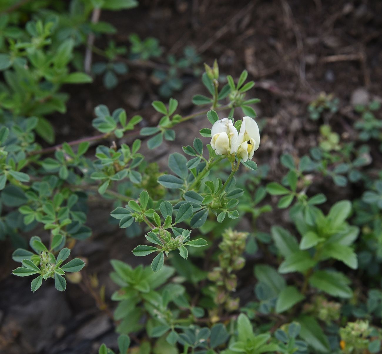 Image of Medicago &times; varia specimen.