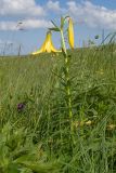 Lilium monadelphum. Цветущее растение. Карачаево-Черкесия, Зеленчукский р-н, гора Джисса, ≈ 1600 м н.у.м., субальпийский луг. 14.06.2024.