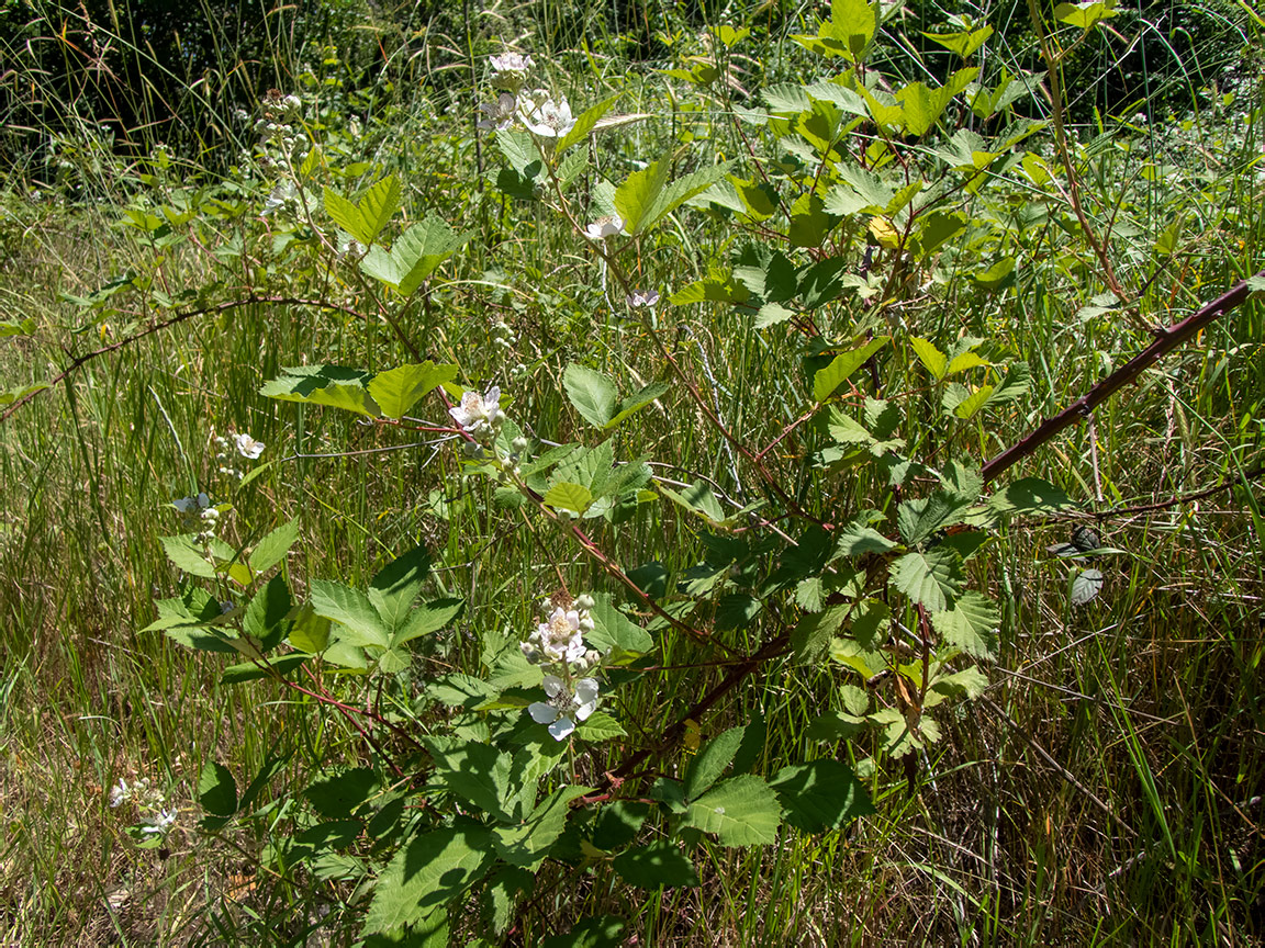 Image of Rubus tauricus specimen.