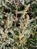 Atriplex glauca. Верхушки побегов цветущего растения. Рядом растёт Carrichtera annua. Египет, окр. г. Эль-Дабаа, заброшенная пашня. 04.02.2025.