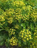 Euphorbia cyparissias. Соцветия. Карелия, Сортавальский муниципальный округ, Ладожское оз., о-в Валаам, Воскресенский скит, цветник. 11.06.2024.