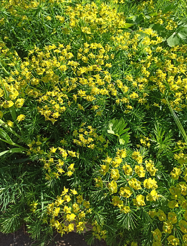 Изображение особи Euphorbia cyparissias.